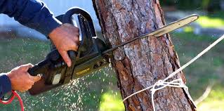 Best Tree Maintenance Programs  in Madera Ranchos, CA