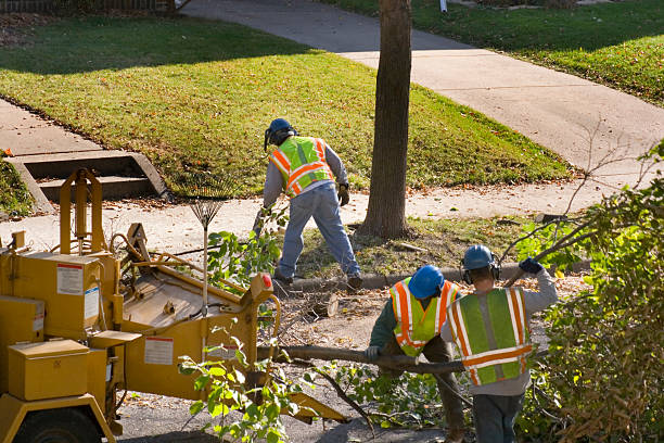 Best Leaf Removal  in Madera Ranchos, CA