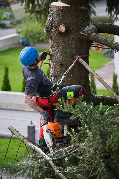 How Our Tree Care Process Works  in  Madera Ranchos, CA